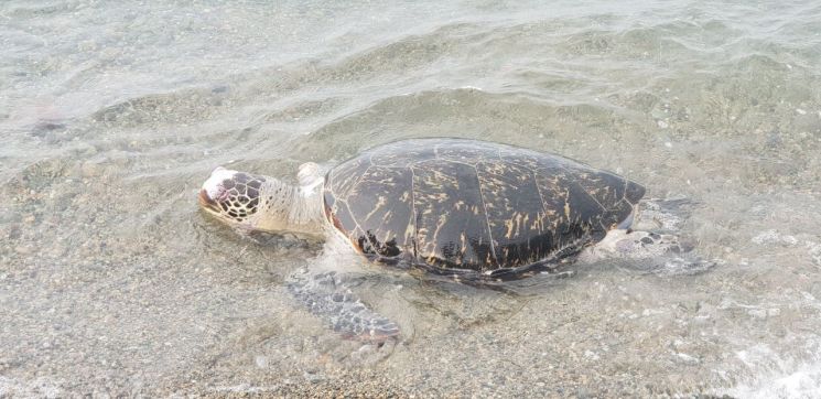 우리나라 연안에서 발견된 바다거북 사체 .