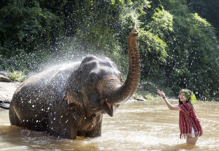태국 치앙마이 '코끼리와의 하루' 일정 중 강에서 물놀이하는 모습. 사진제공 = 치앙마이엘리펀트프렌즈