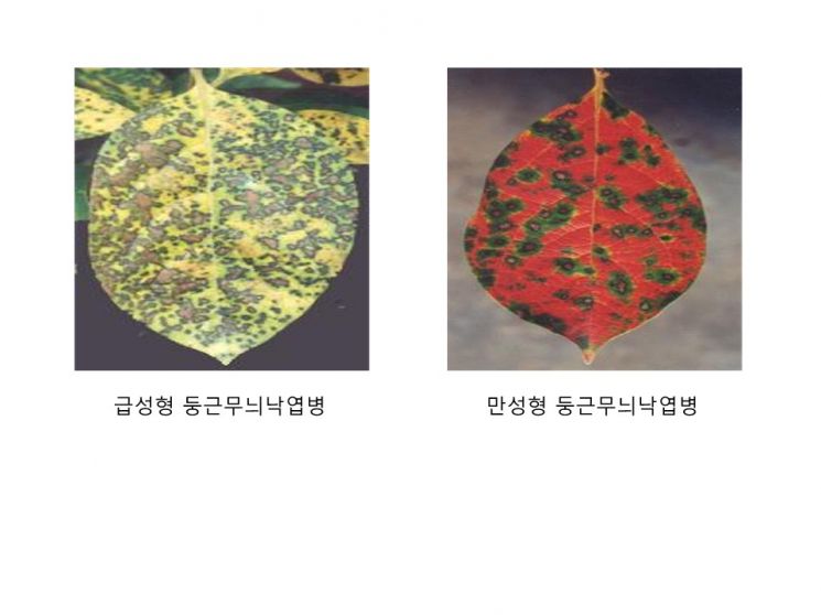 경북도 농업기술원, 감 수확량 ‘둥근무늬낙엽병 방제’가 좌우