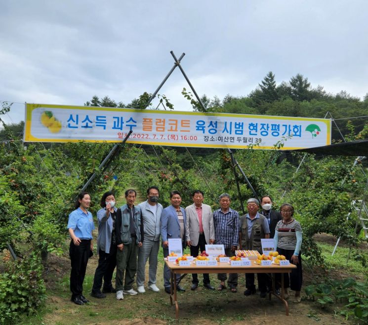 영주시, ‘영주 망고자두’ 신소득화 박차, 플럼코트 육성시범 현장평가회 개최.