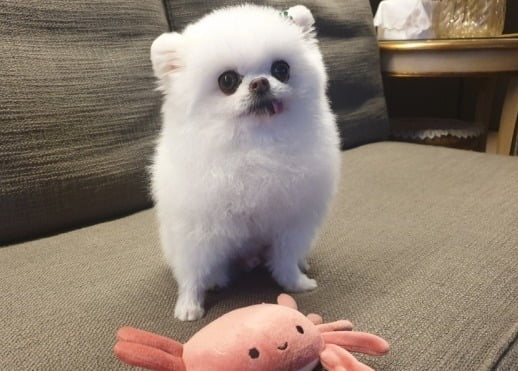 "너무 억울해" 치과 검사 받으려다 동물병원서 사망한 반려견