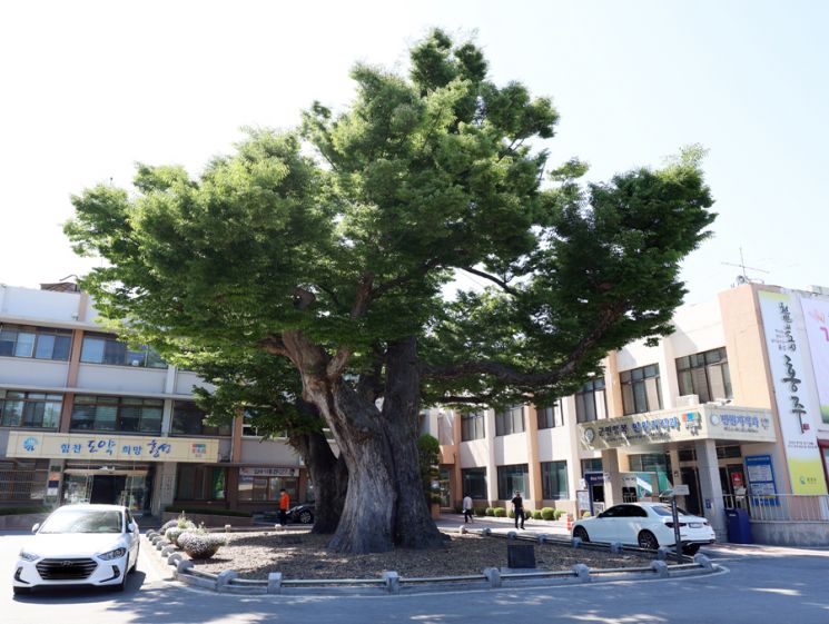 고려 공민왕때 심었다고 전해지는 느티나무