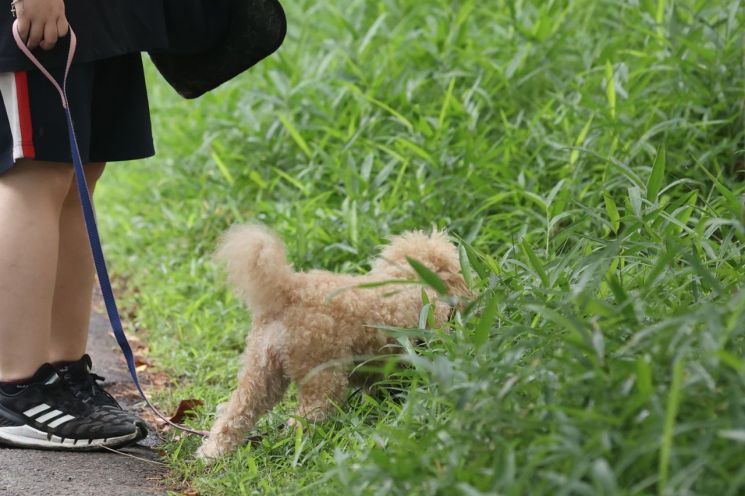 서울의 한 공원에서 반려동물과 산책하는 시민 [이미지출처=연합뉴스]