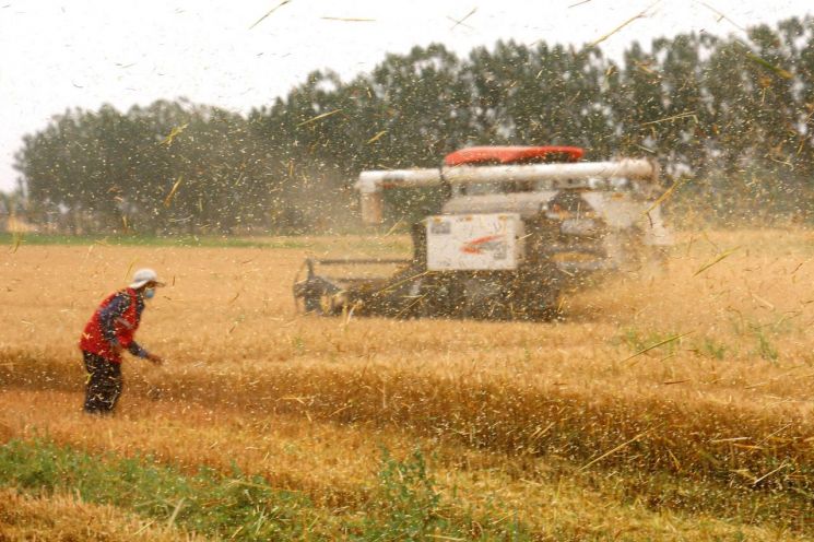 중국 농산물 풍년…여름작물 생산 지난해보다 늘어