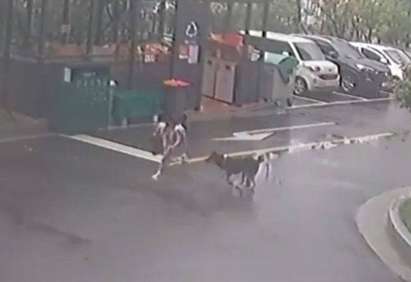 목이 물려 축 늘어진 생명 … 어린이 습격한 개를 내쫓은 이는 택배기사였다