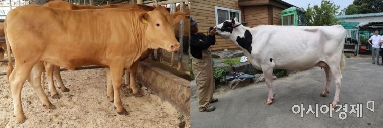 올해 경기도 한우·젖소 경진대회서 41개 농가 최고 가축 '영예'