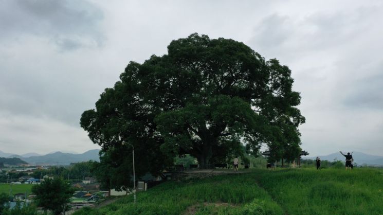 문화재에서 유산으로 관리체계 혁신…'우영우 팽나무'도 보호받는다