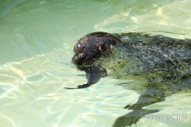 [포토]맛있는 우럭 먹고 여름 이겨내기 