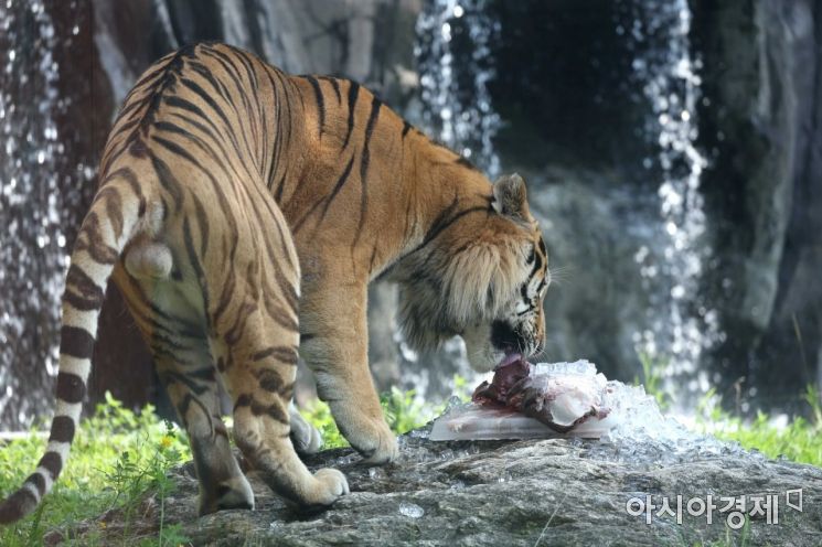 동물원에서 호랑이가 먹이를 먹고 있다. /문호남 기자 munonam@