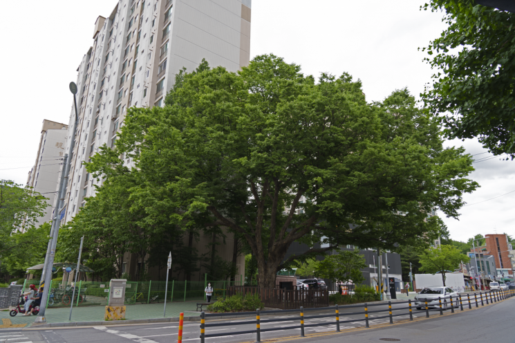 도로 변에 우뚝 서서 지나는 사람들의 쉼터가 된 느티나무. 서울 중계본동. 사진 = 고규홍 작가