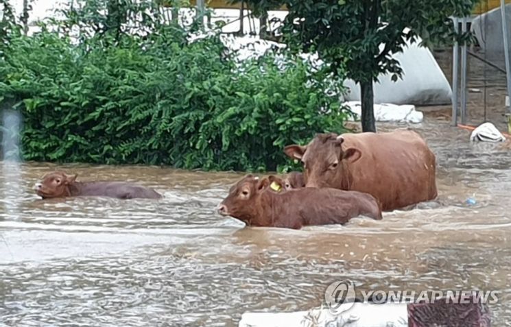 지난 2020년 8월8일 내린 폭우로 전북 남원시 대강면에서 하천이 범람해 인근 마을 축사가 침수되자 송아지들이 탈출을 시도하고 있다. [이미지출처=연합뉴스]