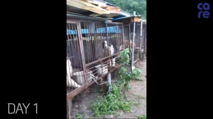 지난 6월30일 집중 호우가 발생한 충남 보령의 한 도살장에서 개들이 폭우에 방치되는 일이 발생했다. 사진=동물권단체 '케어' 인스타그램 캡처