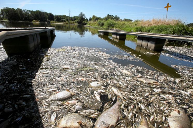 폴란드 오데르 강에서 집단 폐사한 물고기들 [이미지출처=로이터연합뉴스]