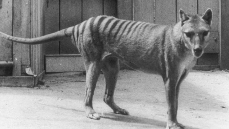 태즈메이니아 호랑이는 늑대를 닮은 외형에 검은 줄무늬가 있는 고양이과의 포유류다. 이 호랑이는 1936년 마지막 개체인 '벤자민'이 사망하면서 공식적으로 멸종됐다. /사진=BBC