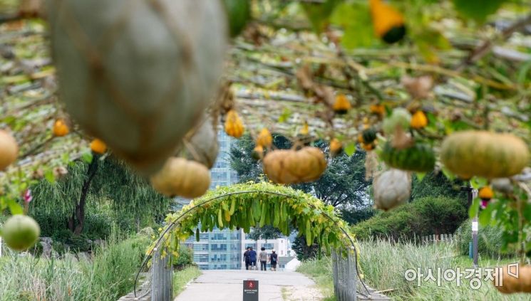 [포토]하늘공원에 달린 호박