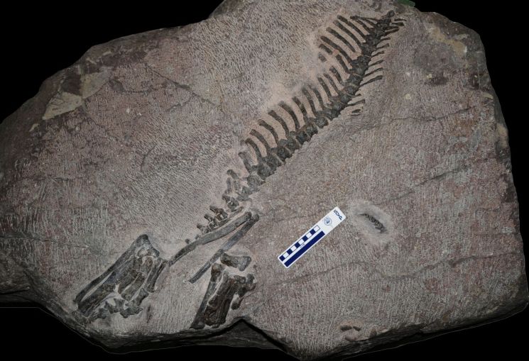 First Discovered Horned Dinosaur Skeleton Fossil in Korea to Become a Natural Monument