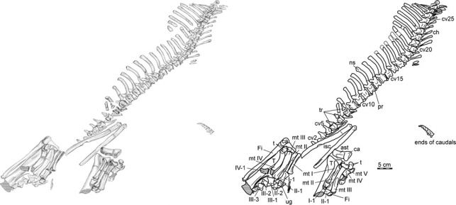 First Discovered Horned Dinosaur Skeleton Fossil in Korea to Become a Natural Monument