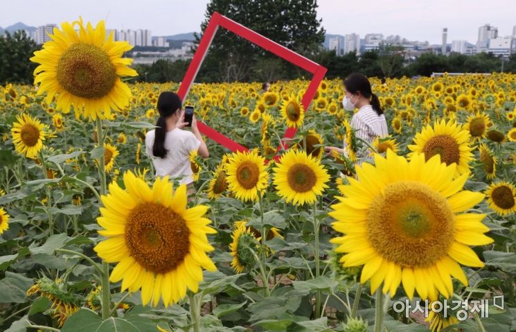 [포토] 처서 앞두고 만개한 해바라기