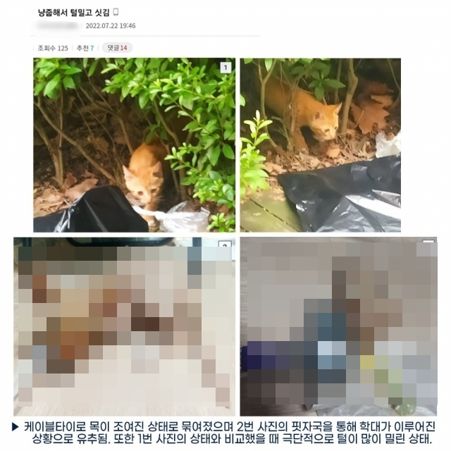 온라인에 길고양이 학대 사진을 수차례 올린 남성이 경찰 조사를 받고 있다. 사진=동물구호 시민단체 '팀캣(C.A.A.T)' 트위터 캡처