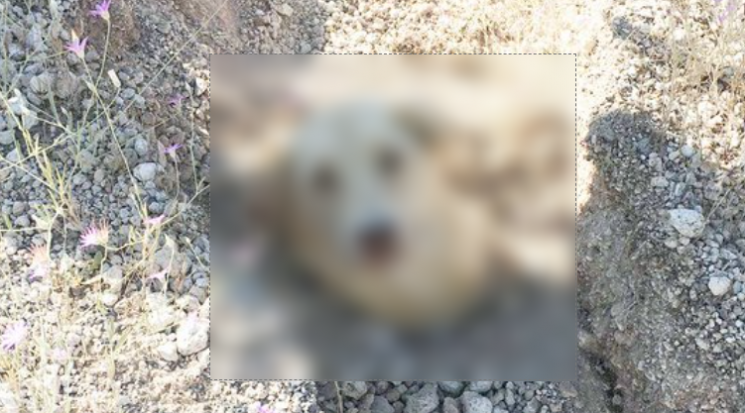 튀르키예의 수의사가 산사태로 파묻힌 개와 강아지를 맨손으로 땅을 파헤쳐 구해냈다.사진=소너 뷰메즈 페이스북 캡처