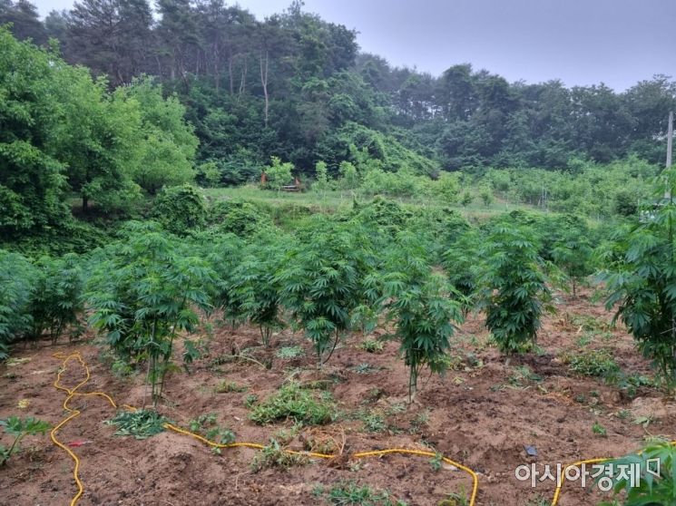 A씨가 대마 종자 채취를 목적으로 감독관청의 허가를 받아 합법적으로 대마를 재배하던 곳./사진=서울경찰청 마약범죄수사대 제공