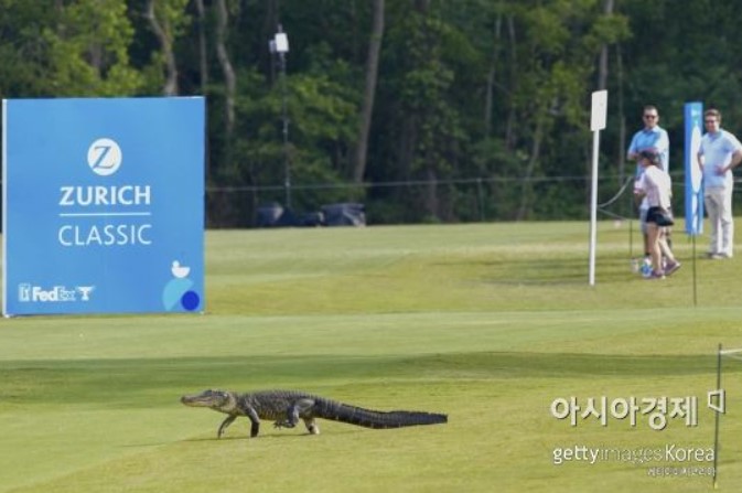 PGA 투어 경기 도중 악어가 출몰한 미국 루이지애나주 애번데일의 TPC루이지애나.