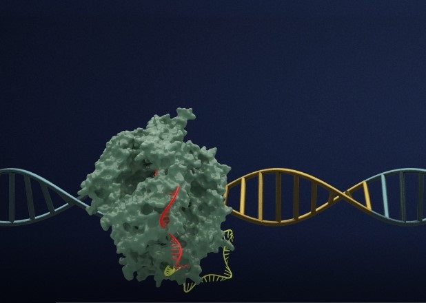 가상의 유전자가위가 DNA를 절삭하는 모습. 이미지 제공=한국생명공학연구원.