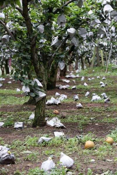 지난 6일 전남 나주시 부덕동의 한 과수원에 제11호 태풍 힌남노 영향으로 배가 땅에 떨어져 있다. [이미지출처=연합뉴스]