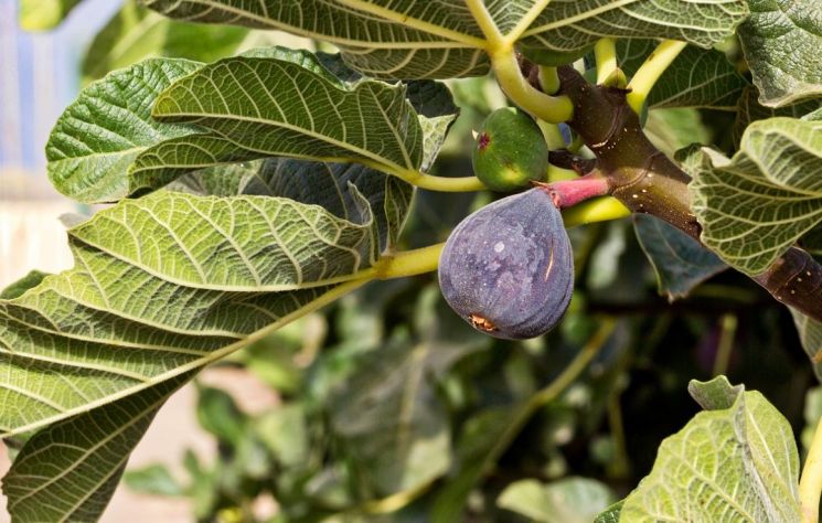 "겨울은 따뜻하고 여름엔 건조해" 영국서도 '쑥쑥' 자라난 과일들