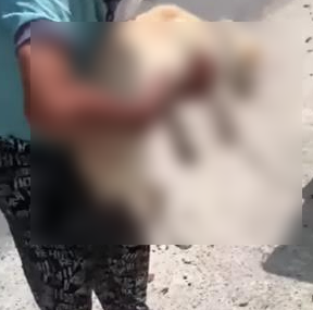 충남 금산에서 70대 견주가 자신의 반려동물을 매달아 끌고 다녀 동물학대 혐의를 받고 있다. 사진 = 유튜브 채널 스나이퍼 안똘 영상 캡처