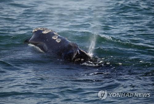 "고래를 보호하려면 랍스터를 먹지 마세요"[과학을읽다]