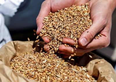 국제 밀가격 7% 폭등…러, 우크라 곡물수출협정 철회 여파