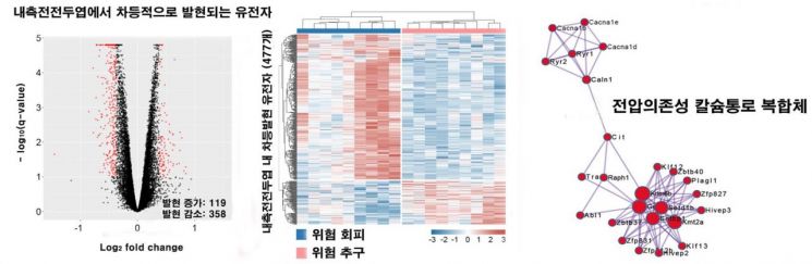 위험 선호도에 따라 내측전전두엽 내 477개 유전자의 양적 발현에 차이가 났다. 기능 분석 및 단백질 망분석을 통해 전압의존성 칼슘통로 복합체를 비롯한 여러 유전자가 위험선택 행동에 관여하는 것으로 추정된다.