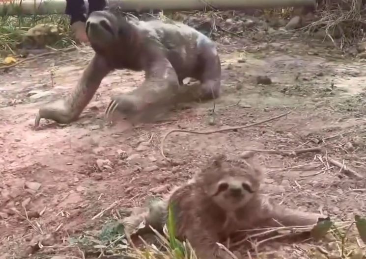 남미 볼리비아에서 산불을 피하려다 떨어지게 된 엄마 나무늘보와 새끼가 무사히 재회했다. [사진=페이스북 캡처]