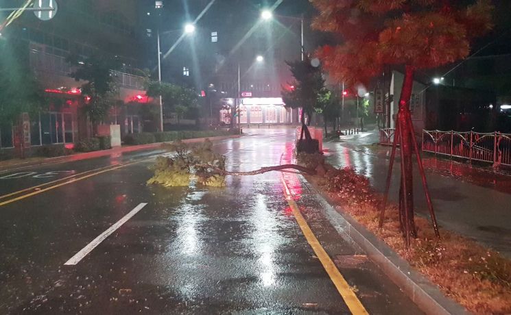 울산 북구의 한 도로에 태풍으로 인해 강풍이 불어 가로수가 쓰러져있다.(사진제공=울산소방본부) [이미지출처=연합뉴스]