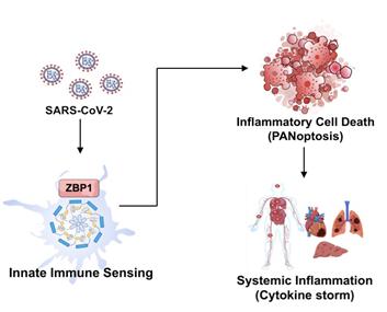 ＜코로나19 바이러스(SARS-CoV-2)의 전신 염증 유발 메커니즘＞
코로나19 바이러스 감염 시 면역세포 중 대식세포(macrophage)에서 발현되는 선천면역센서 ZBP1이 이 바이러스를 특이적으로 인지해 동시다발적 염증성 세포사멸인 파놉토시스(PANoptosis)를 일으키고 전신염증(Systemic Inflammation)이 유발된다. 그림제공=UNIST