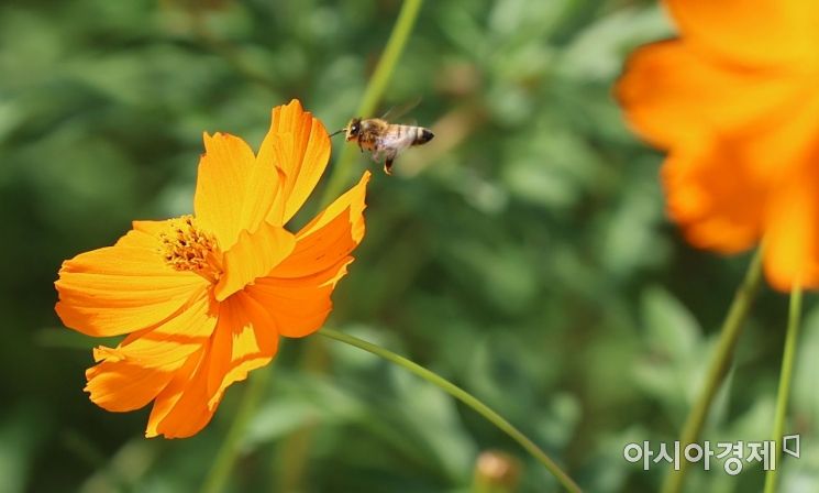 완연한 가을날씨를 보인 25일 서울 송파구 올림픽공원에 만개한 노랑 코스모스에서 꿀벌이 부지런히 꿀을 모으고 있다./윤동주 기자 doso7@