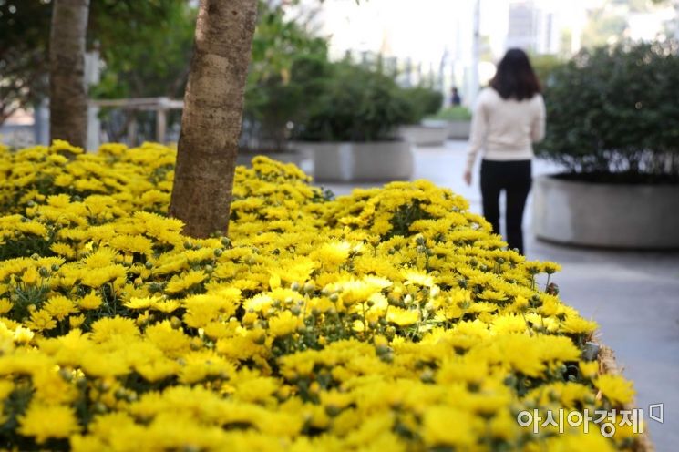 [포토]서울로 7017에 노란 국화꽃 향기 