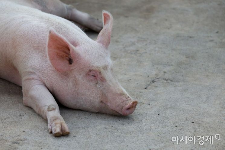 사람에게 감염되지는 않고, 돼지에게만 발생하는 아프리카돼지열병은 바이러스성 제1종 가축전염병으로 치사율이 100%에 달하는 등 치명적이지만 아직 예방백신은 없다. [사진= 문호남 기자 munonam@]