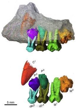 인류 조상은 유인원(?)…진화 공백 메워줄 화석 발견