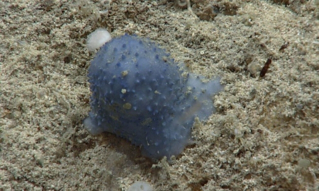 카리브 해저에서 '파란 괴생명체' 발견…"학계에 보고 된 적 없는 신종"