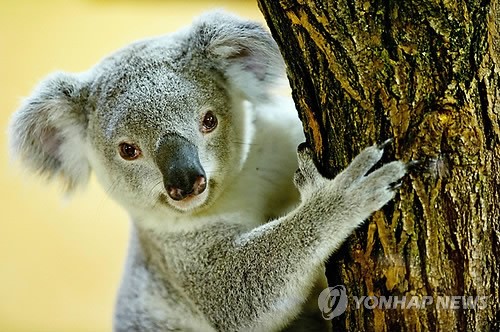 호주 정부, 동식물 종의 보호 위해 국토 30% 보존