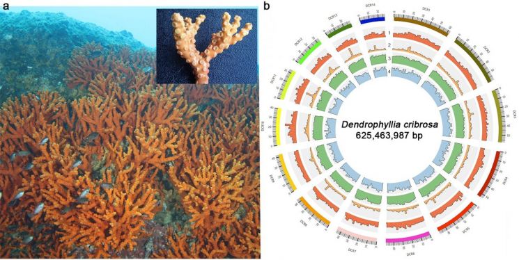 국내 최대 군락 ‘독도 산호’ 어떻게 살았나? … KIOST, 멸종위기종 ‘유착나무돌산호’ 유전체 규명