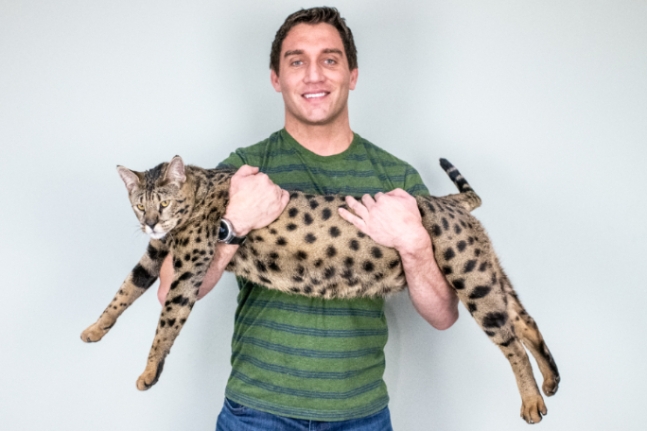 기네스북에 오른 고양이는 미국 미시간주에 사는 사바나 고양이 ‘펜리르’다. 펜리르는 바닥에서 어깨까지 높이가 47.83㎝에 달한다. 사진=기네스북 홈페이지