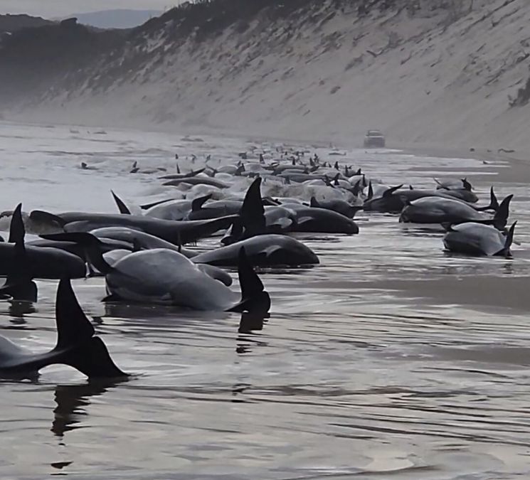 "해변에 250마리 밀려와"…남반구서 돌고래 '떼죽음' 미스터리