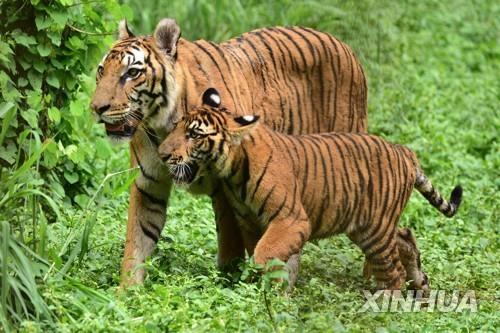 인도 아삼주 동물원의 호랑이.? 사진은 기사의 특정 내용과 관련 없음. 사진=신화 연합뉴스