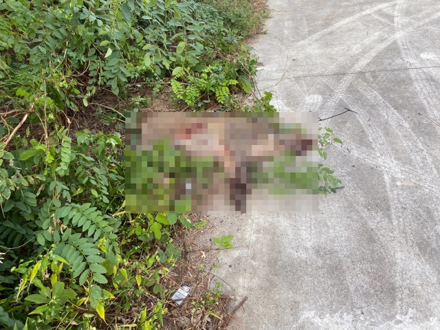 13일 새벽 부산 동해선 부전역 선로 부근에 멧돼지가 출몰했다. 소방대원과 약 4시간 동안 추격전을 벌이다 결국 사살됐다. 사진=부산소방본부 제공.