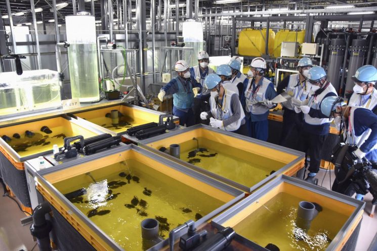 도쿄전력이 17일 후쿠시마 제1원자력발전소에서 오염수를 희석한 물로 키우고 있는 광어를 공개했다. 사진=연합뉴스