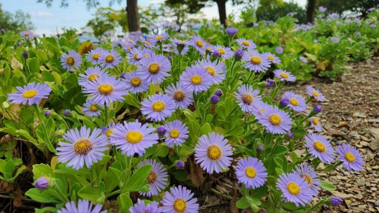 독도 상징 ‘해국’, 영남대 캠퍼스에 활짝 핀 까닭