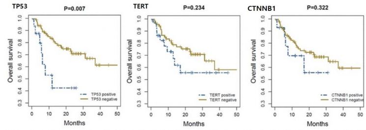 TP53 돌연변이를 보유한 간암 환자에서 그렇지 않은 환자에 비해 더 나쁜 생존율을 보였다(P=0.007). 반면 다른 유전자 변이인 TERT와 CTNNB1 돌연변이는 환자의 생존에 유의한 영향을 주지 않았다.[자료제공=연세의료원]